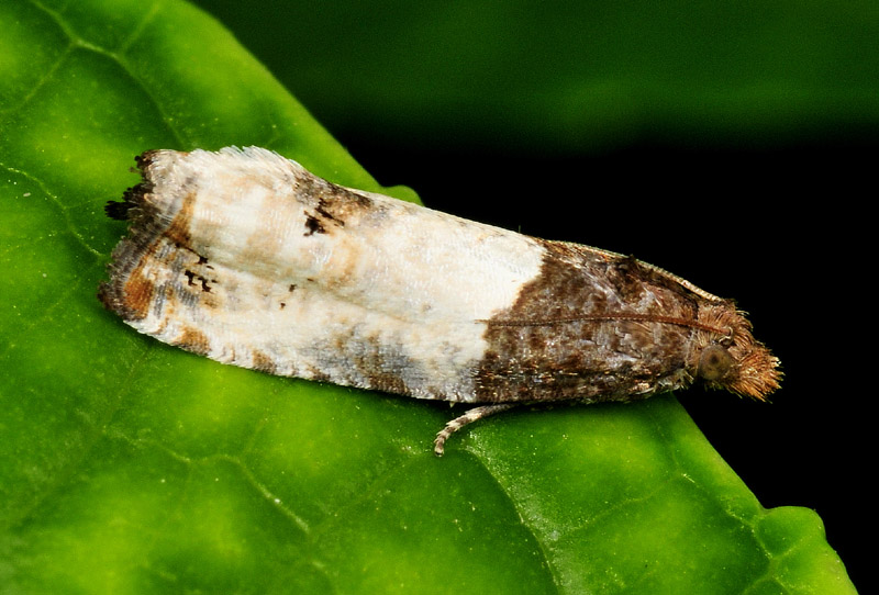 1 Tortricidae - Notocelia roborana